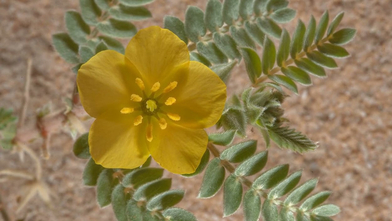 Tribulus macropterus Boiss.