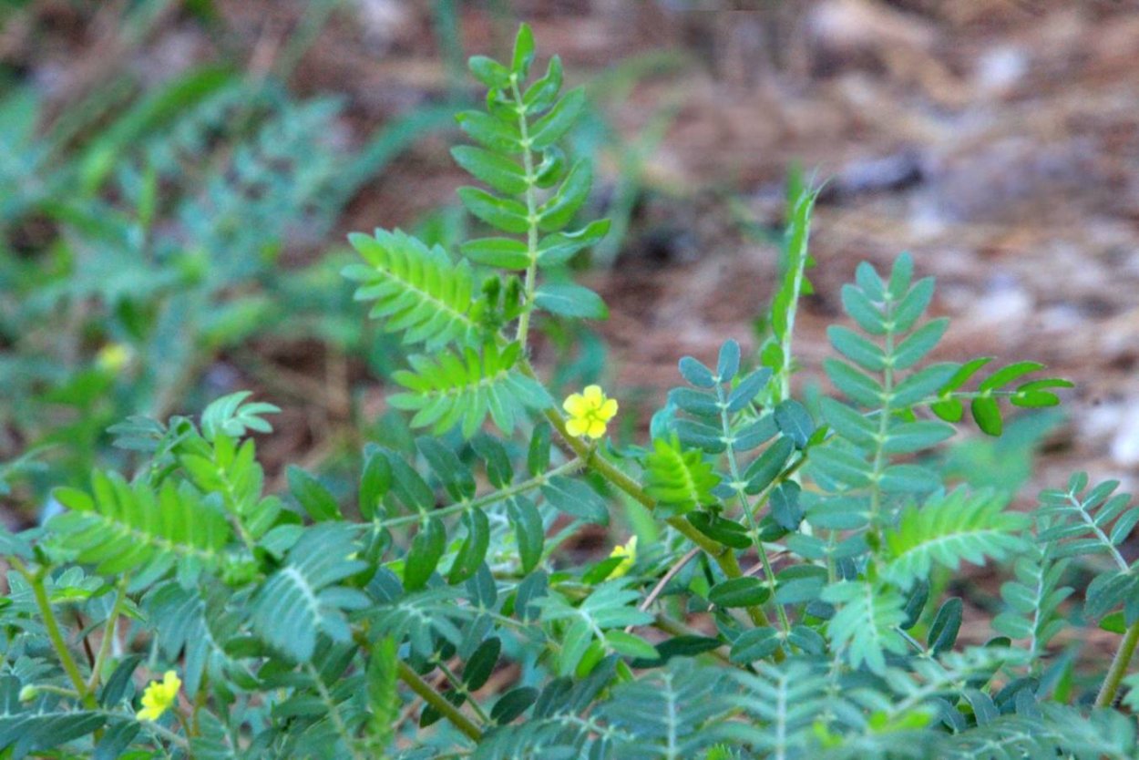 Якорцы семейства Парнолистниковые.