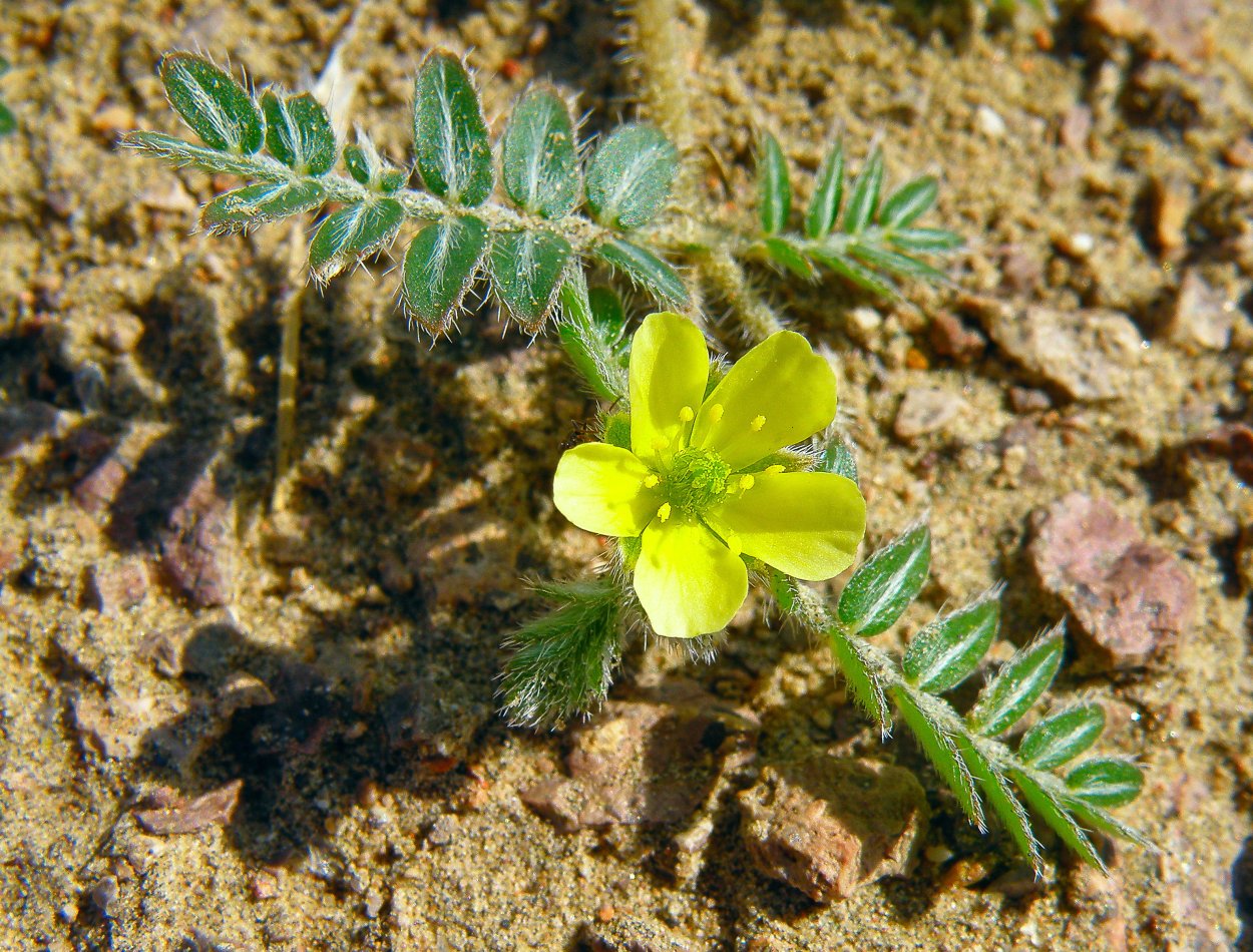Якорцы стелющиеся трава сушеная