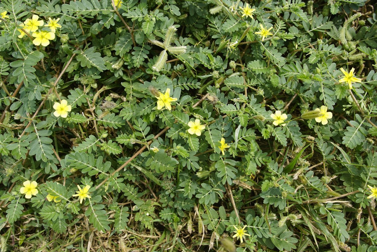 Якорцы стелющиеся (трибулус)