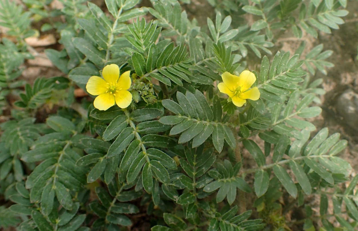 Якорцы стелющиеся (Tribulus terrestris l.)