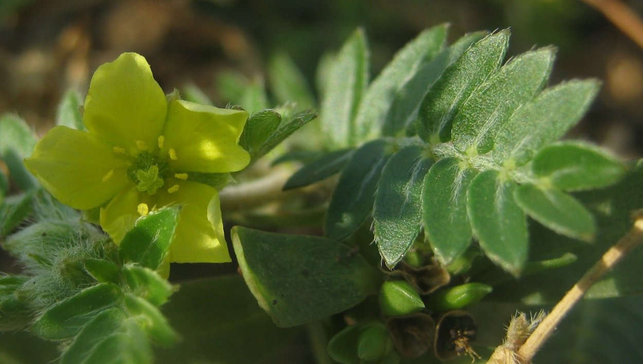 Tribulus terrestris Fruit extract