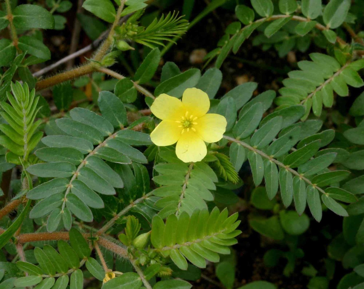 Tribulus terrestris (якорцы