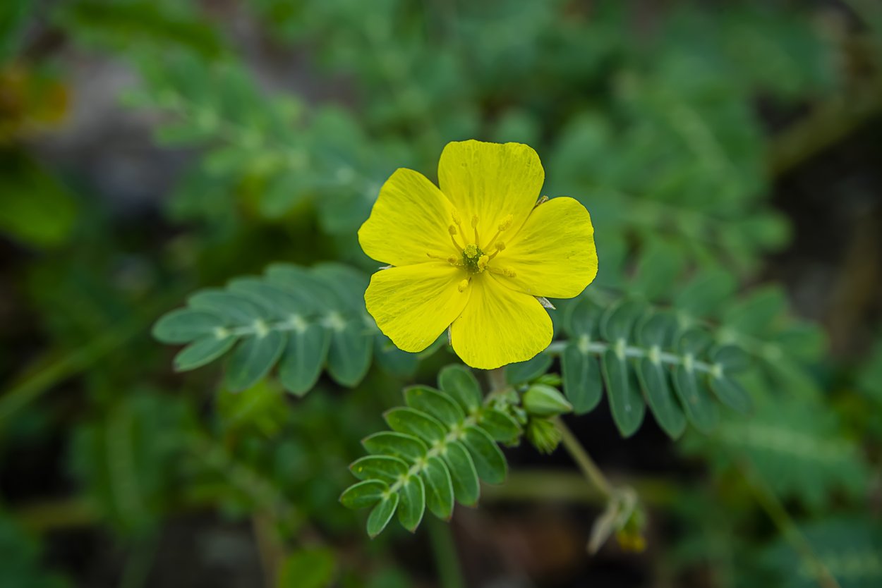 Tribulus terrestris (якорцы