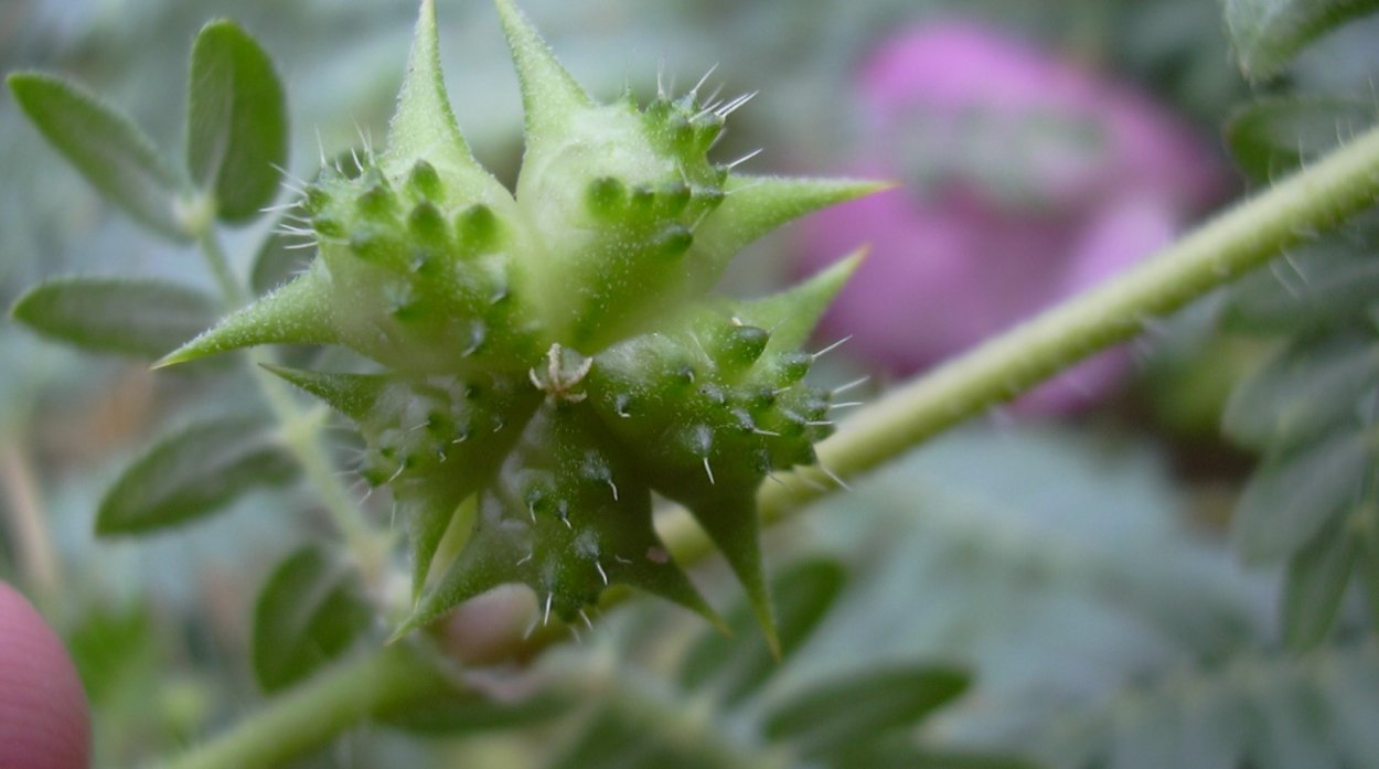 Как выглядит здоровый растение