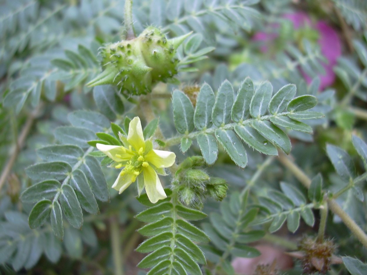 Якорцы стелющиеся (Tribulus terrestris)