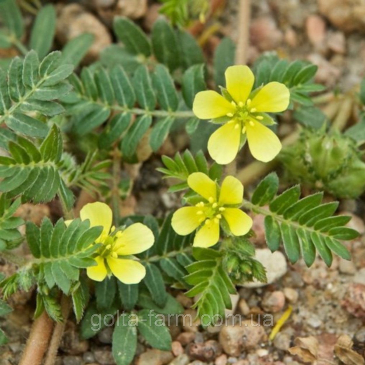 Якорцы стелющиеся (трибулус)