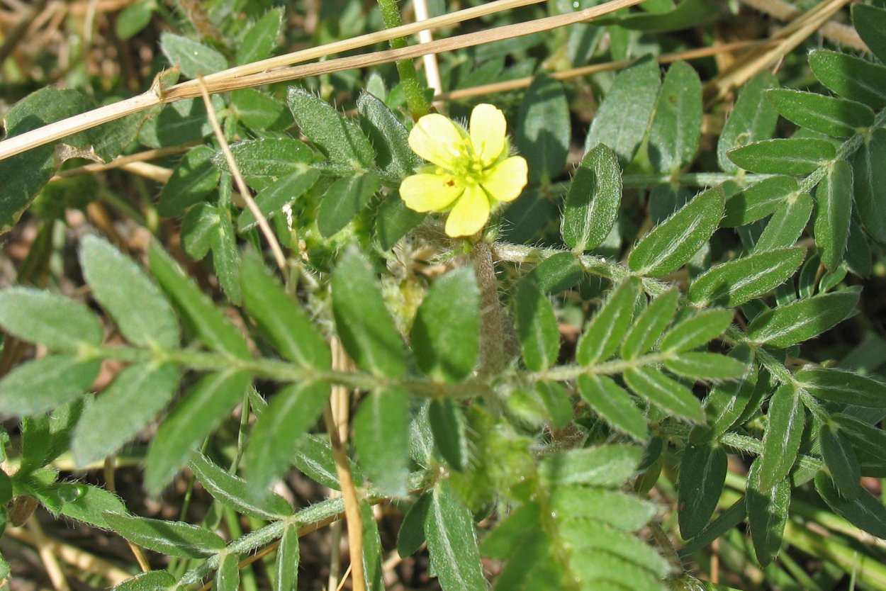 Трава якорцы трибулус