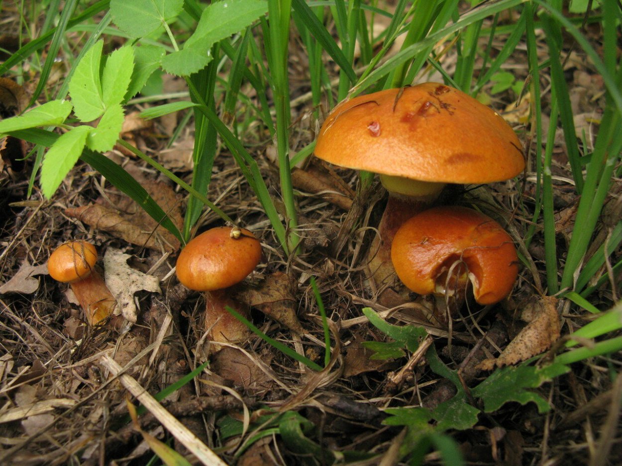 Маслята луговые