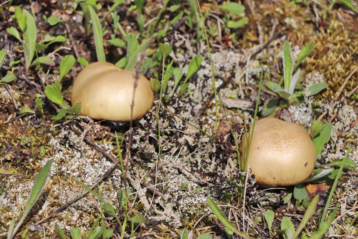 Боровой масленок