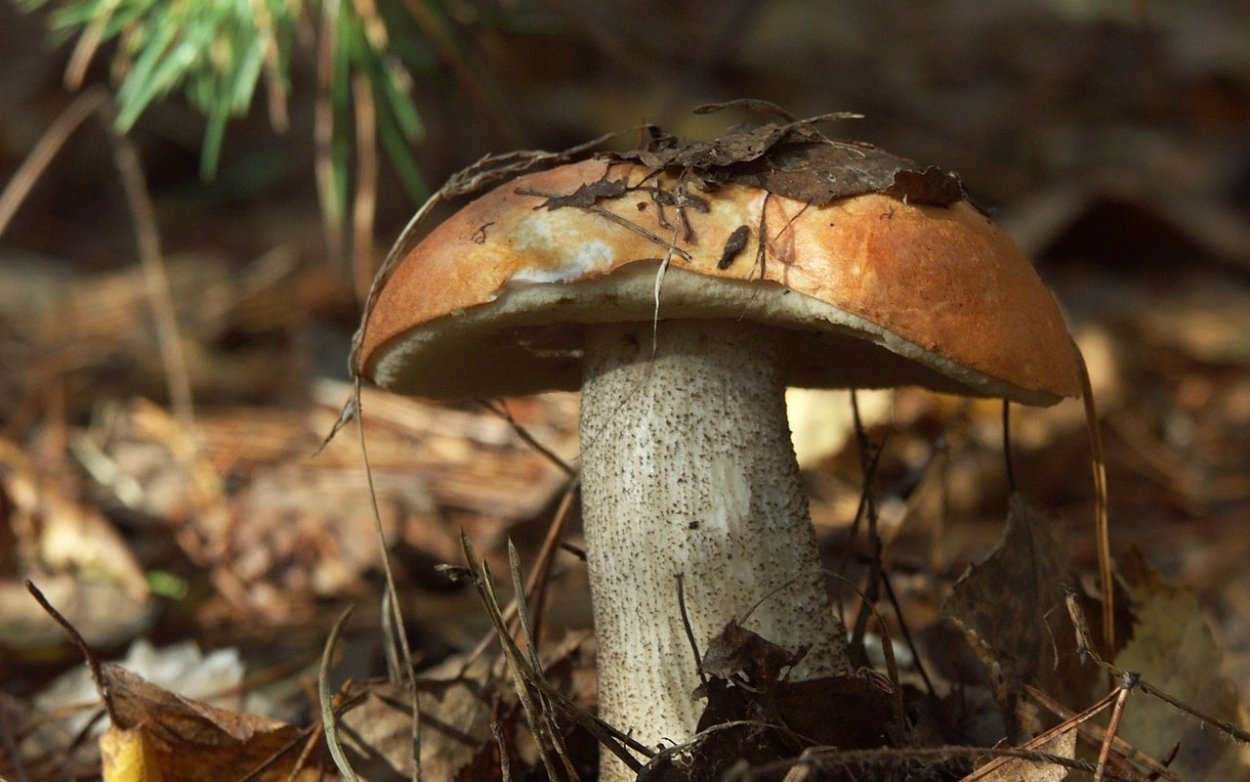 Маслята в Подмосковье 2022 Ядрошино