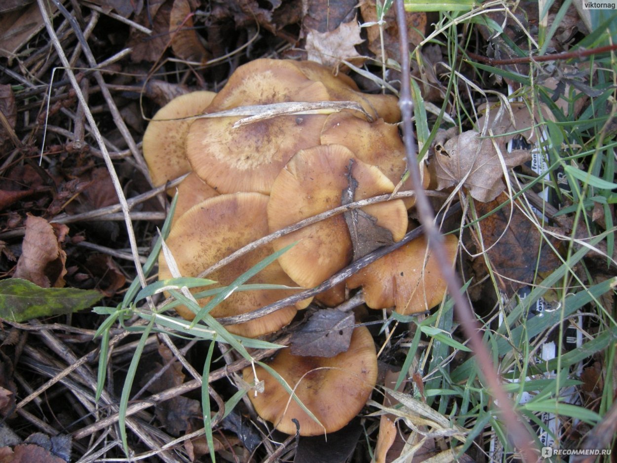 Картинки на рабочий стол грибы