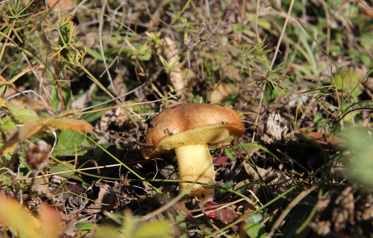 Фон для рабочего стола грибы