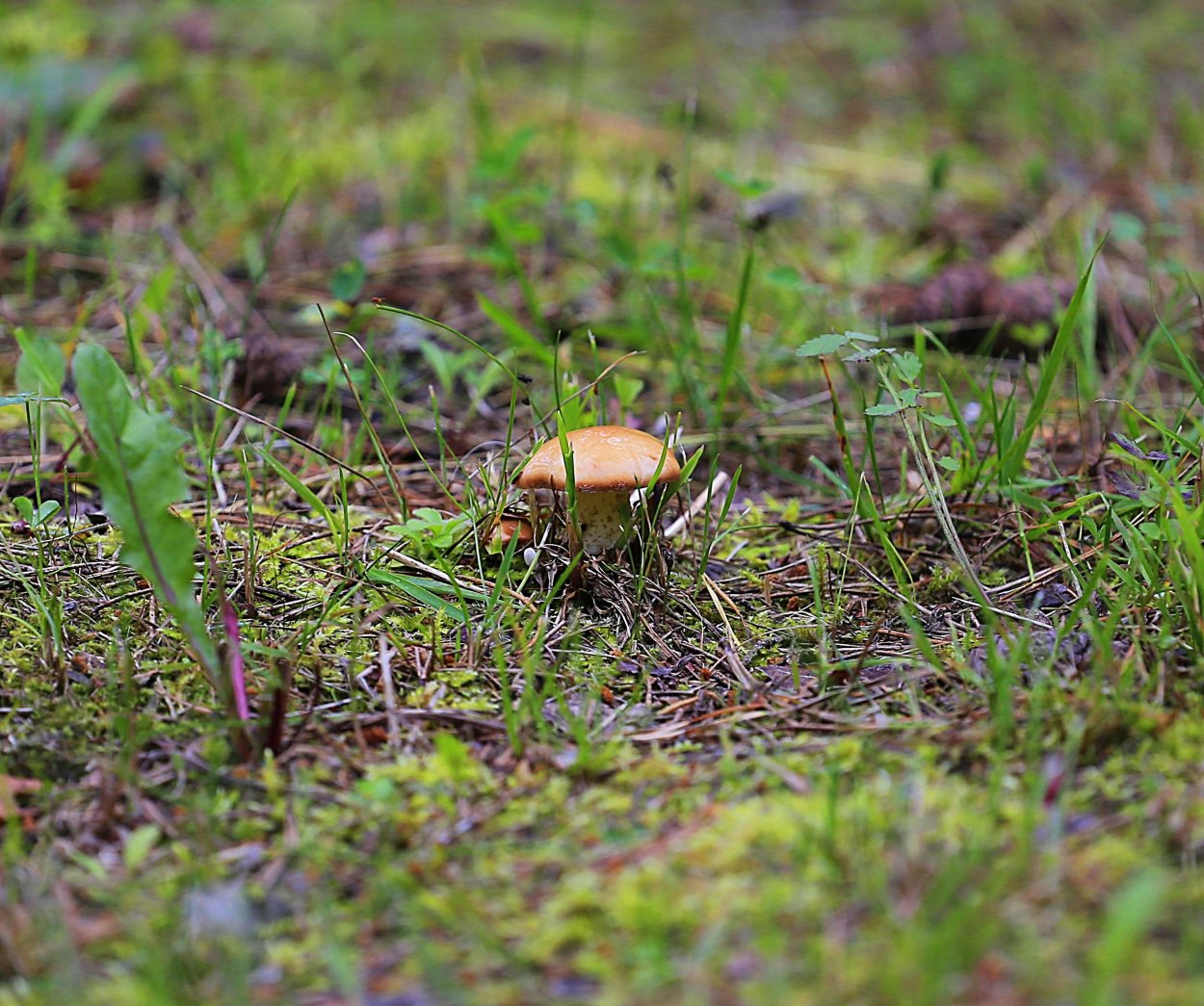 Грибы маслята в Ленинградской области