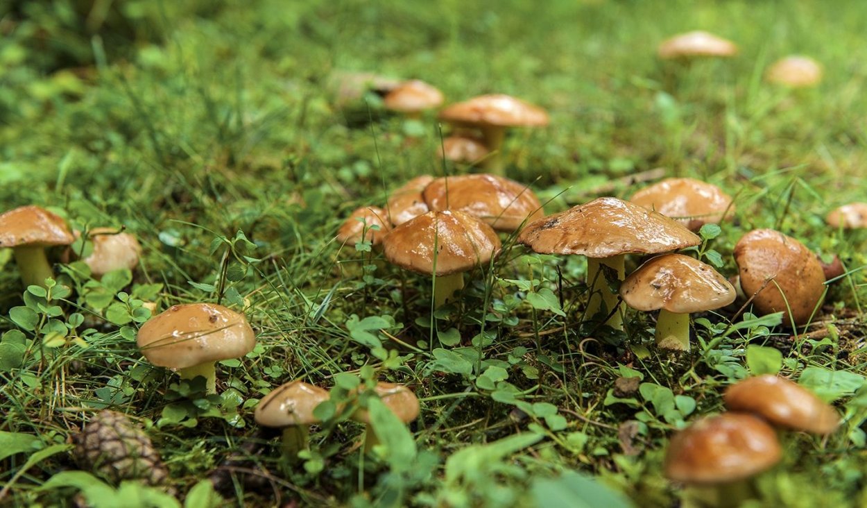 Грибы маслята Поляна