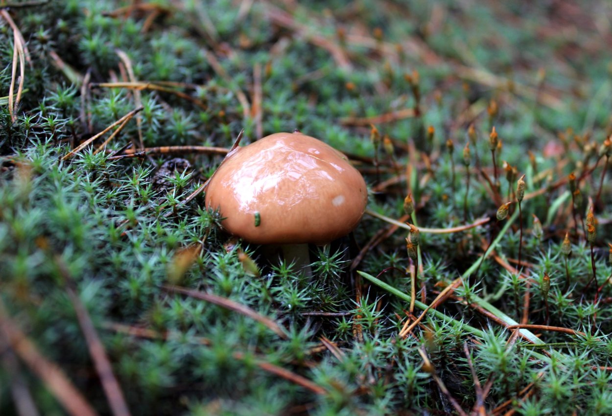 Грибы сепия