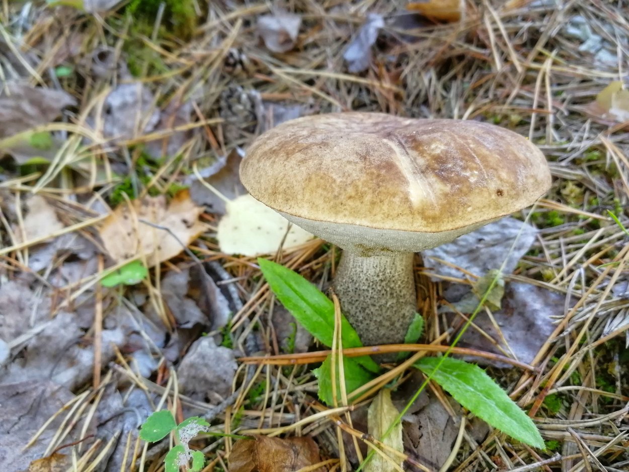 Где растёт маслёнок