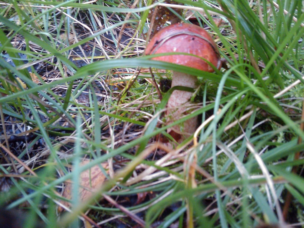 Маслята воротничок