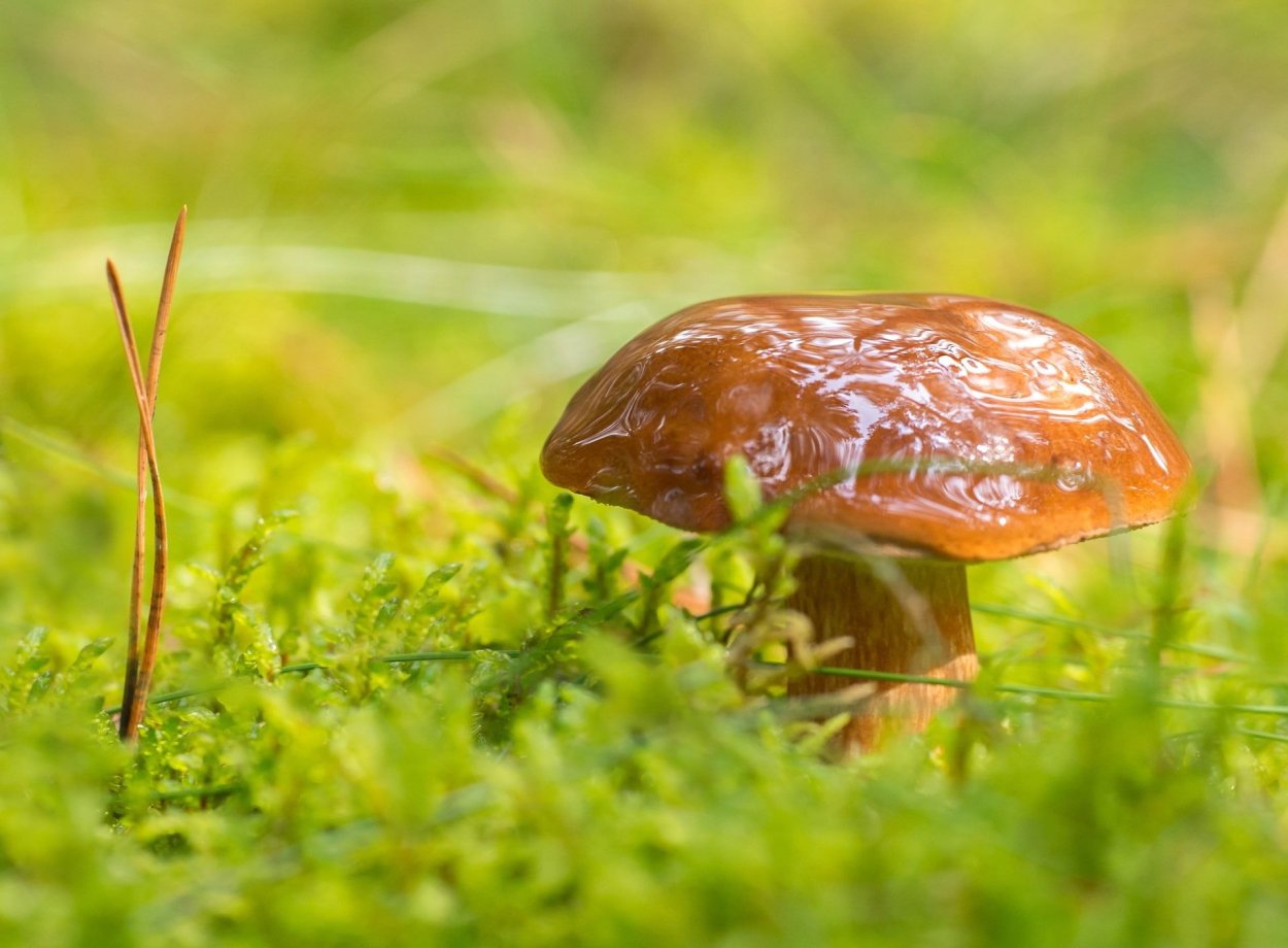 Маслята луговые