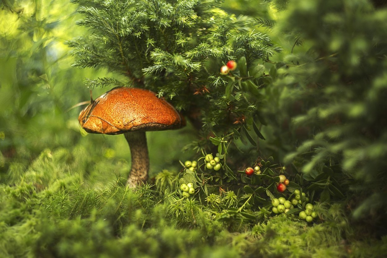 Грибы рыжики в Сосновом лесу