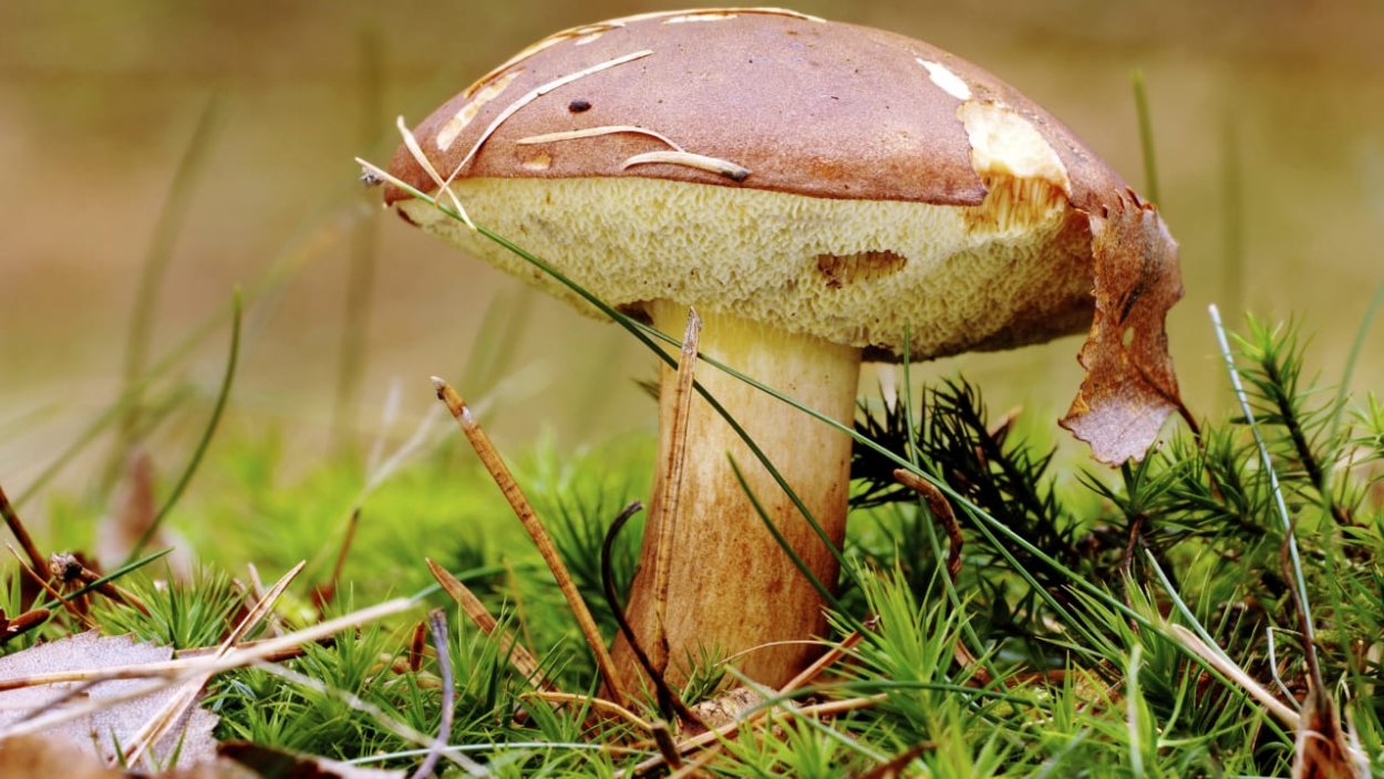 Грибы Черноземья съедобные