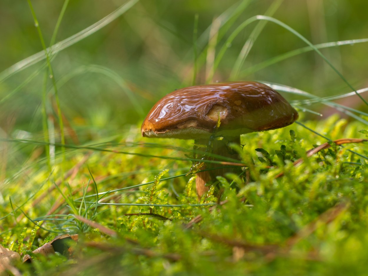 Маслята и опята