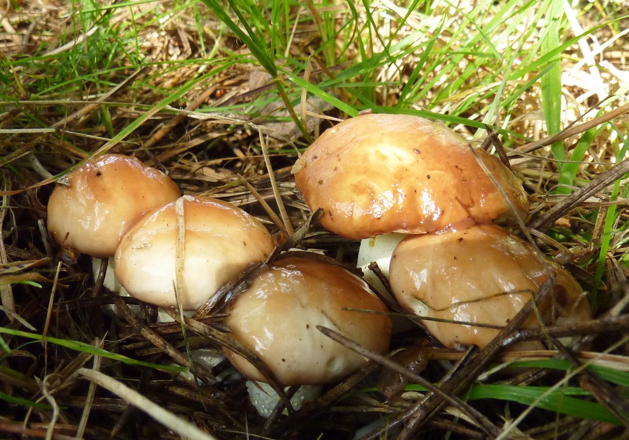 Лес природа грибы маслята