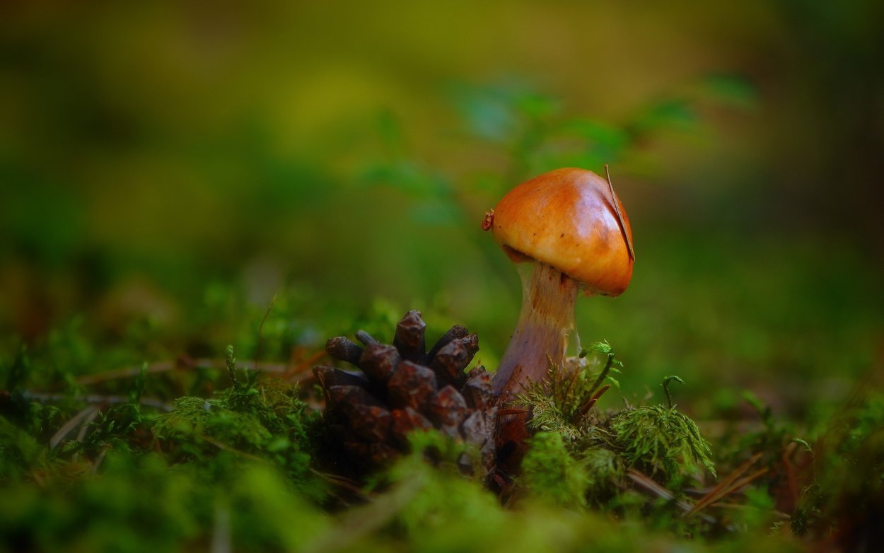 Рыжик Симбионт гриб