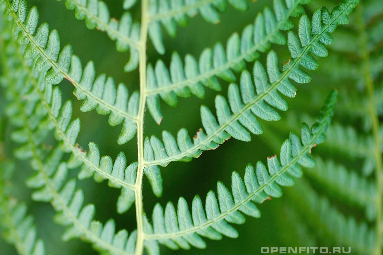 Папоротник орляк обыкновенный - 77 фото
