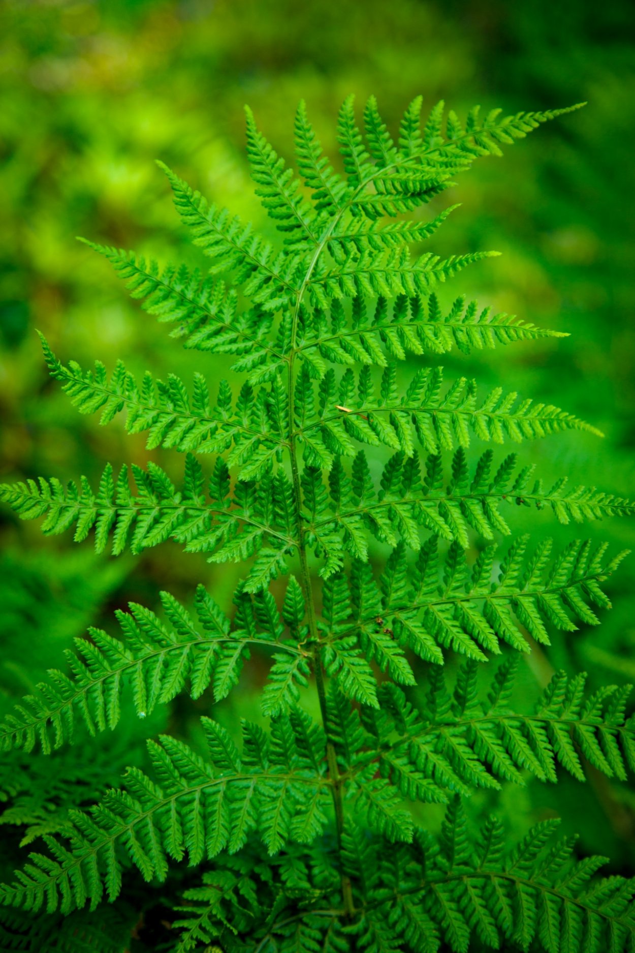 Щитовник Пиндери папоротник