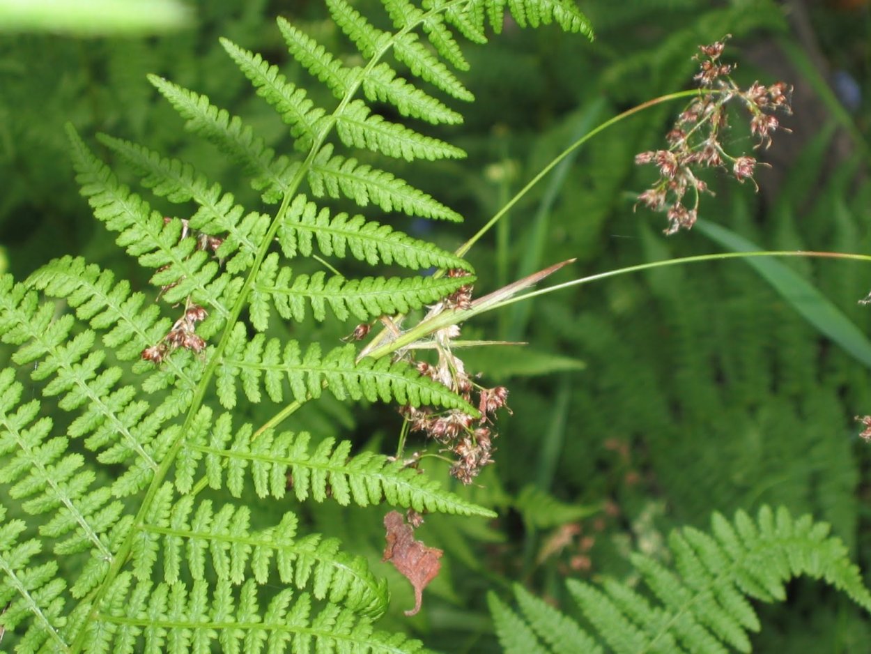 Орляк обыкновенный сорусы