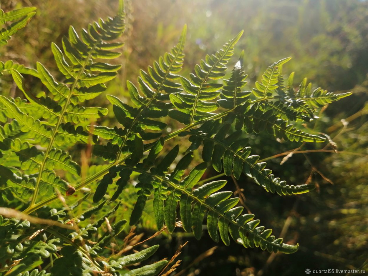 Папоротник Лесной(орляк)