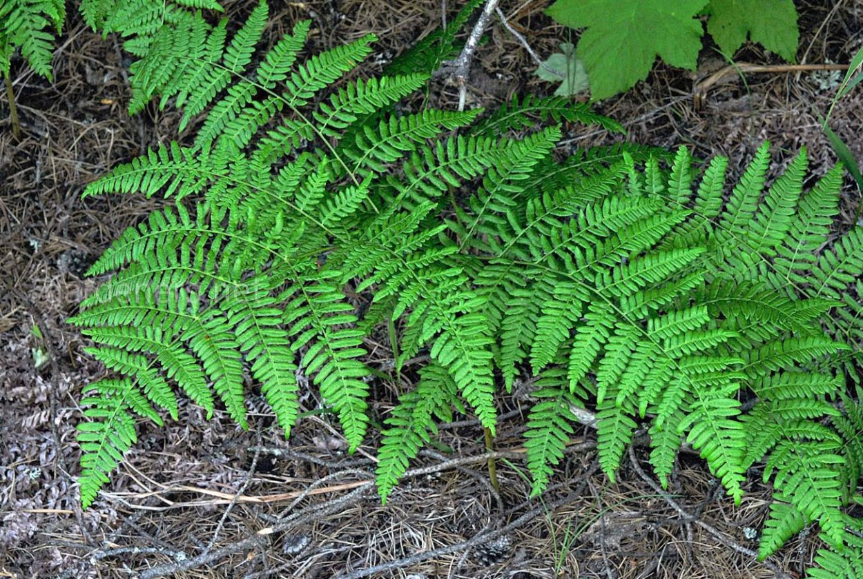 Папоротник на Камчатке