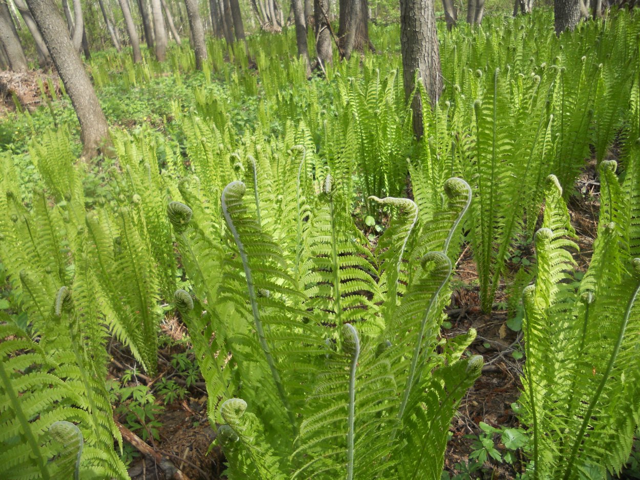 Папоротник (Щитовник пахучий