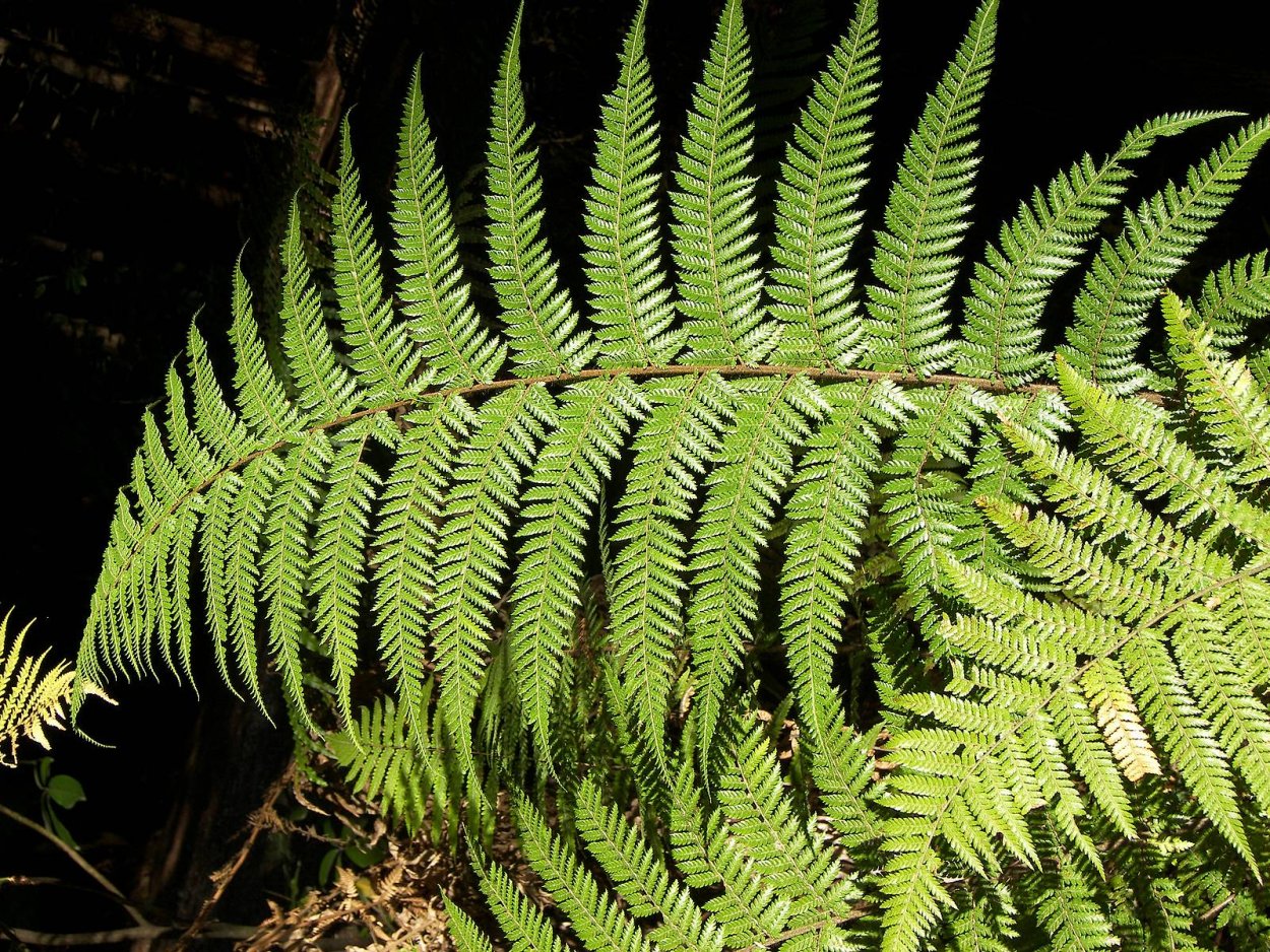 Орляк и Щитовник