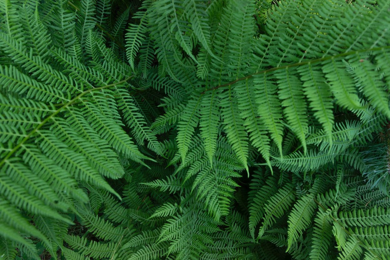 Съедобный папоротник орляк