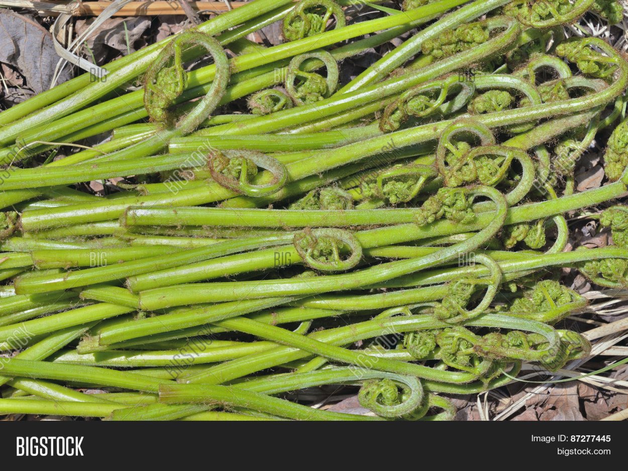 Папоротник Лесной(орляк)