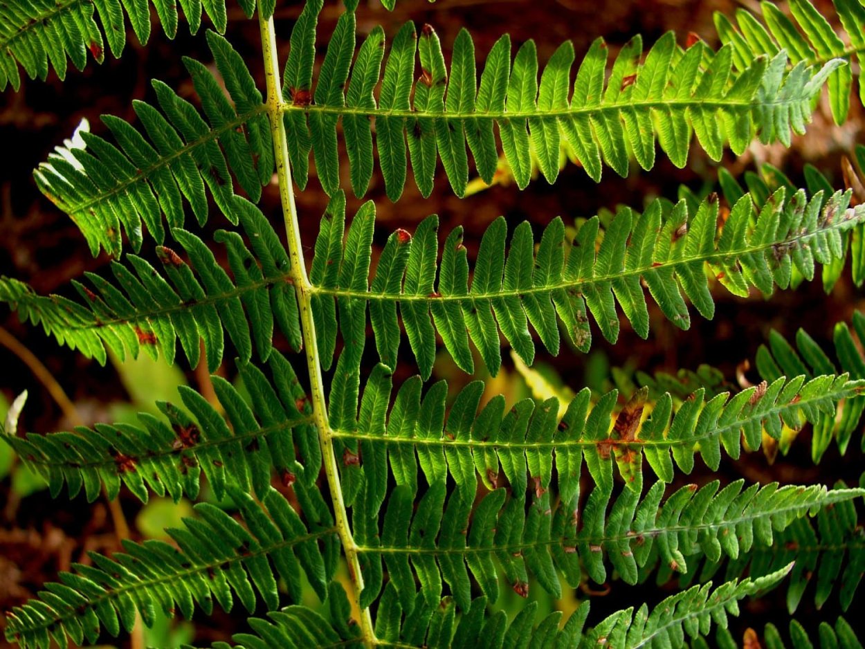 Обои папоротник