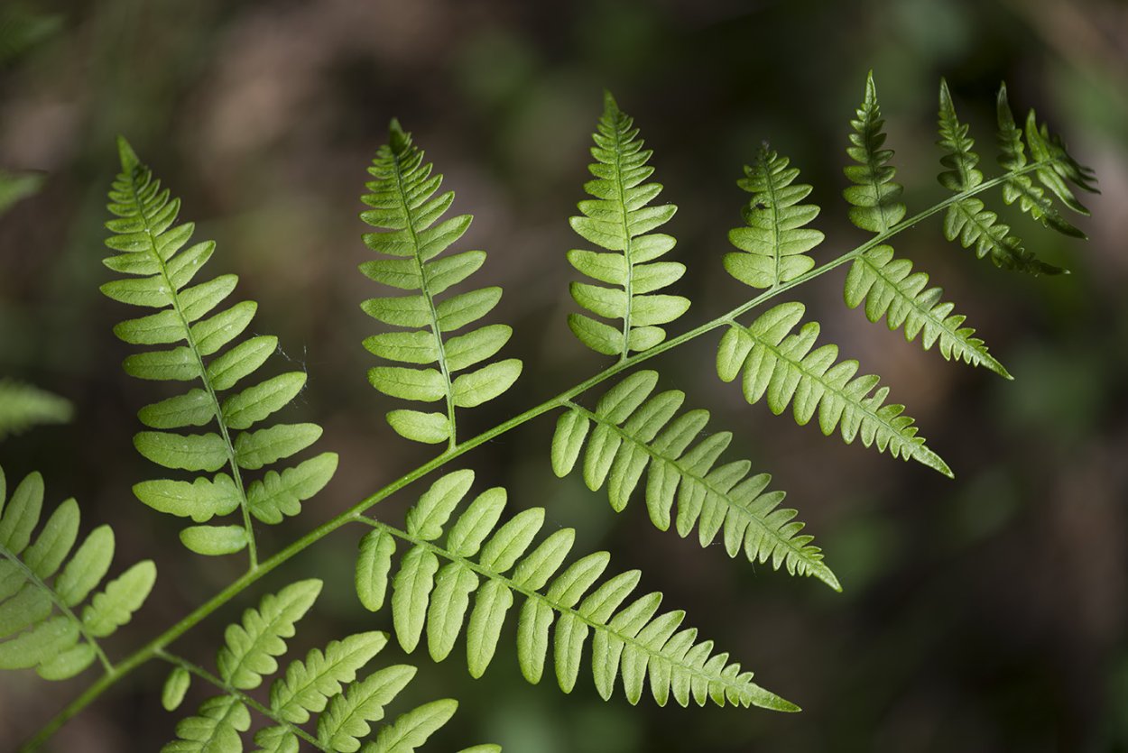 Папоротник орляк