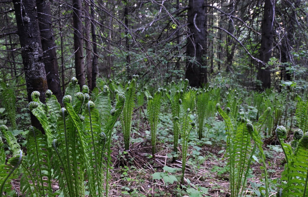 Папоротник орляк обыкновенный