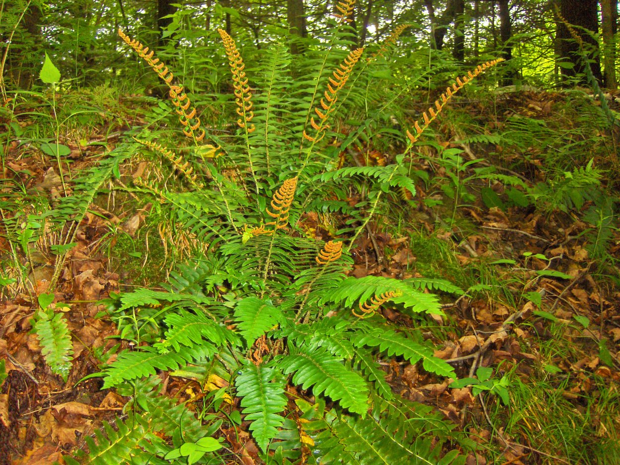 Папоротник орляк Дальневосточный