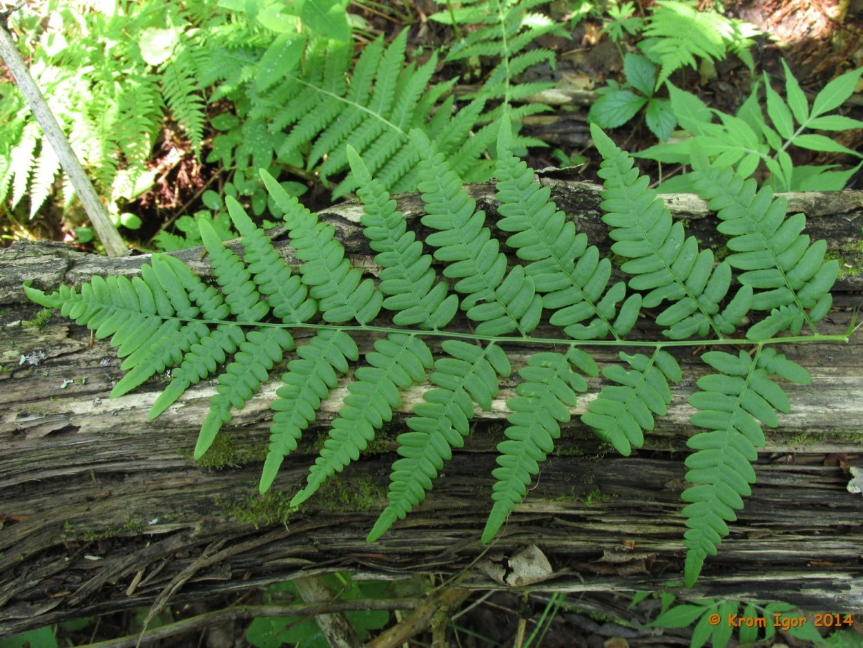 Папоротник Щитовник кочедыжник орляк