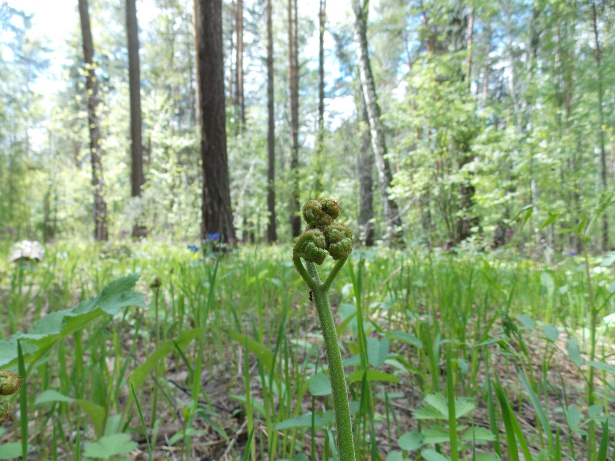 Гроздовник виргинский – Botrychium virginianum (l.) SW.