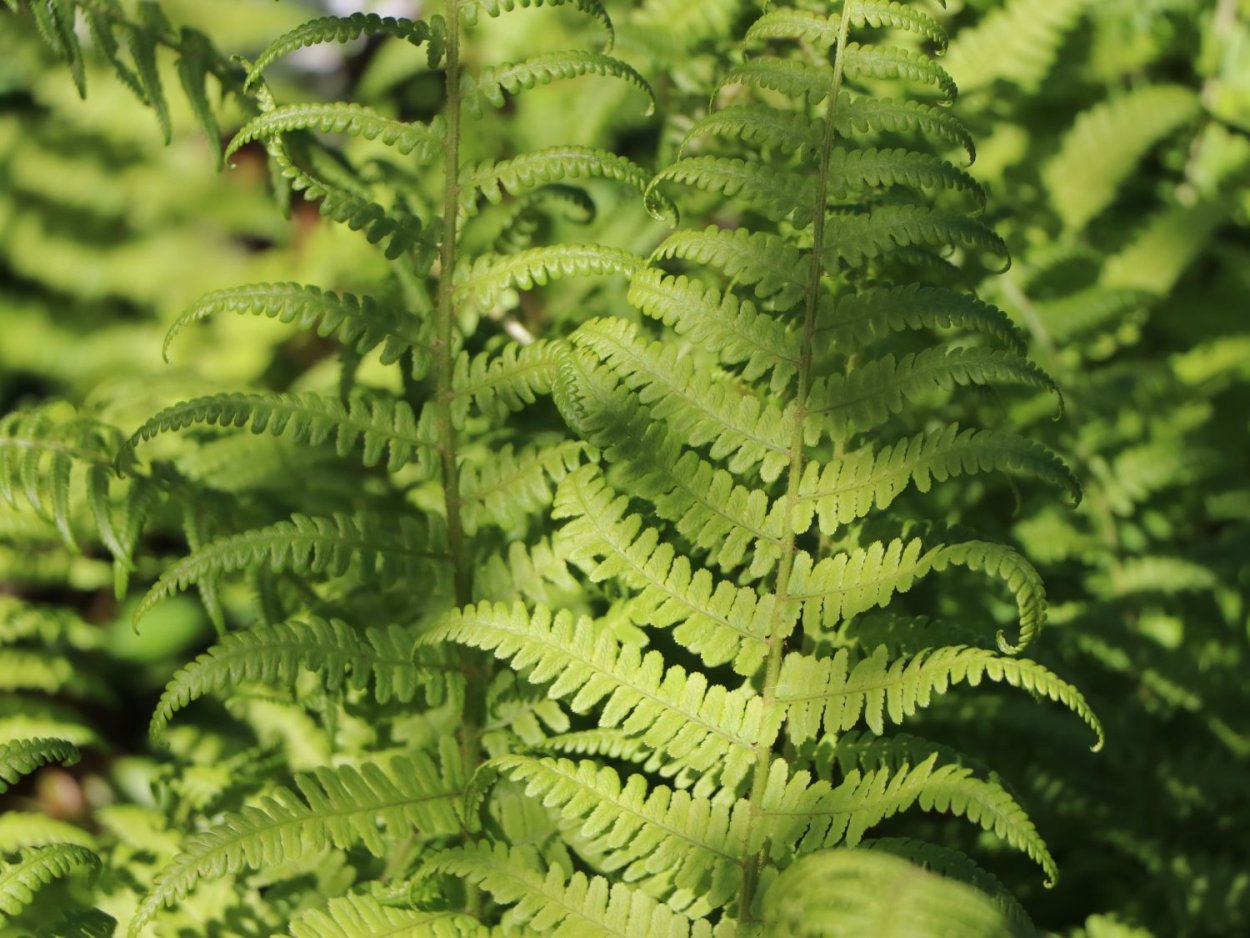 Папоротник страусник рахисы