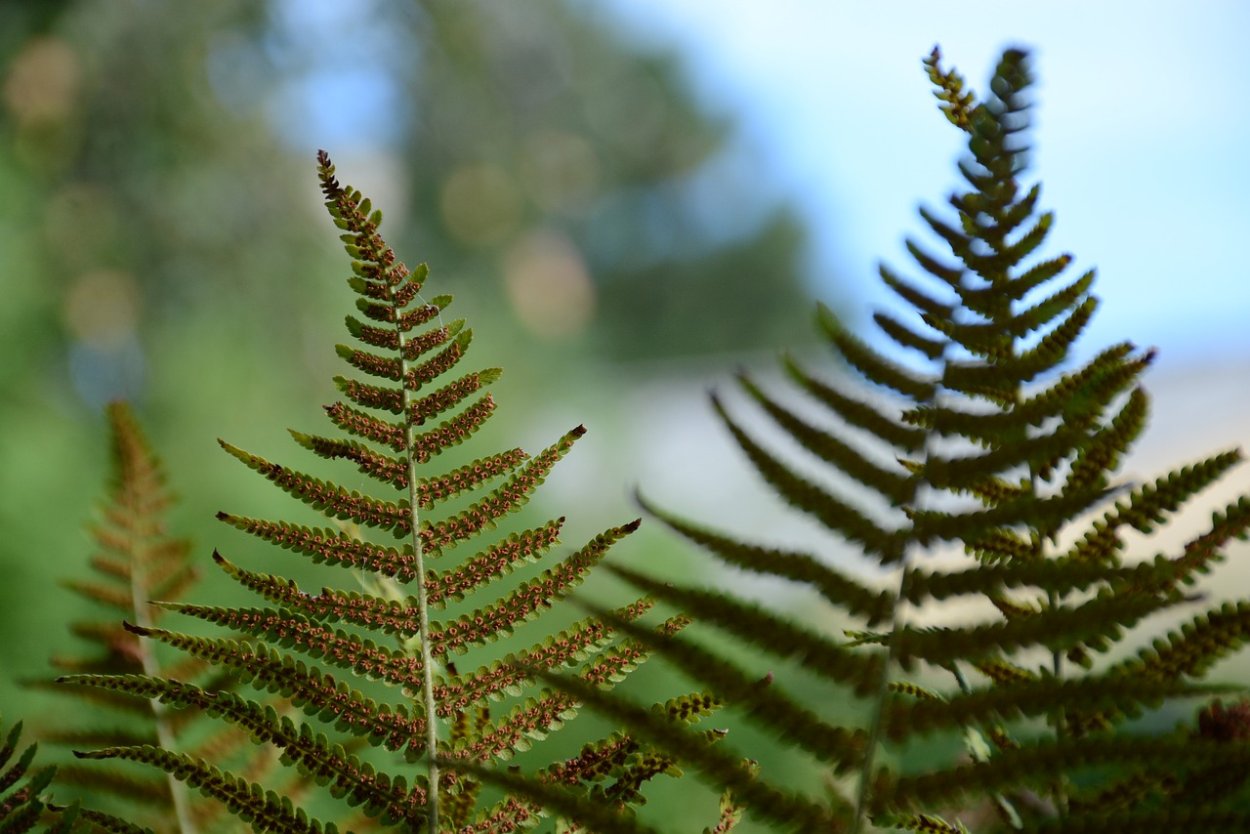 Орляк обыкновенный сорусы