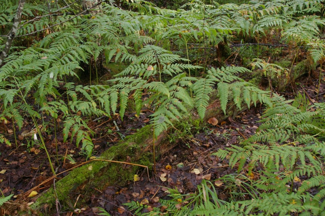 Папоротник орляк обыкновенный