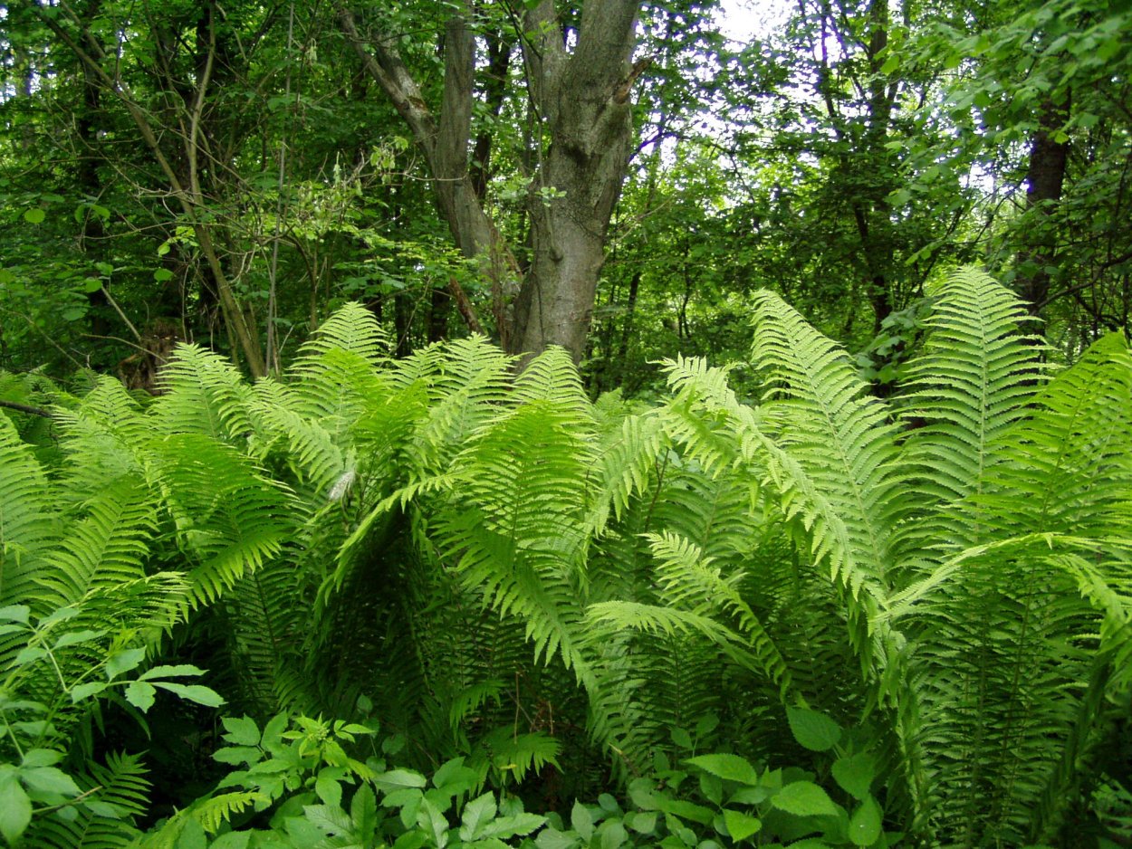 Папоротник садовый орляк