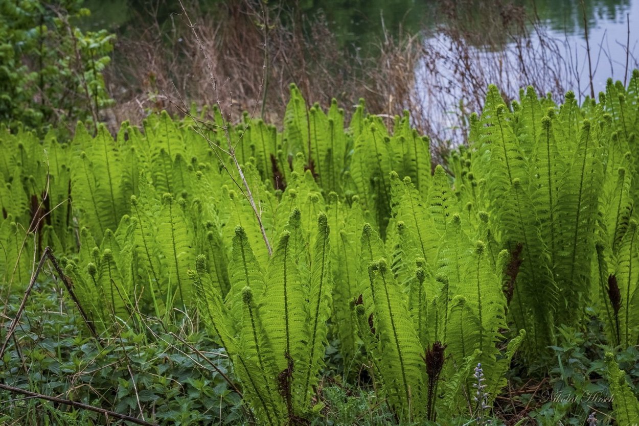 Орляк сосняковый