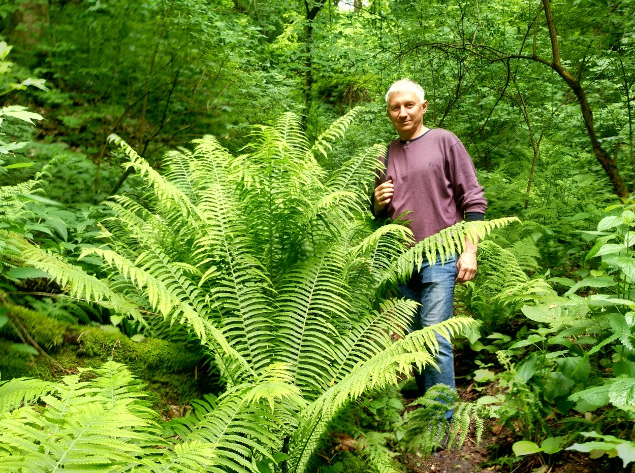 Латифолия папоротник