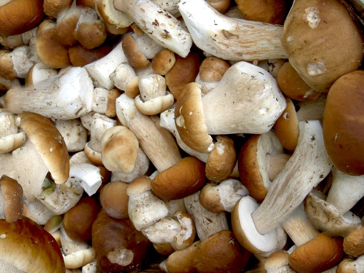 Грибная Поляна белых белых грибов